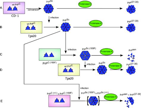 Schematic Presentation Of A Rationale For The Observed Propagation Or