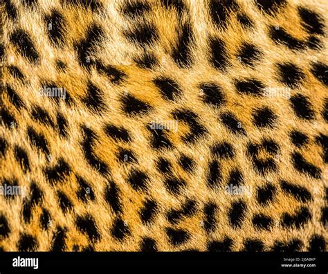 Cheetah Fur Texture Background Stock Photo Alamy