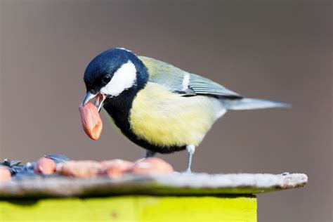 Comment Attirer Les Oiseaux Dans Sur Son Balcon Ou Dans Son Jardin