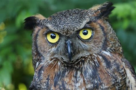 The 11 Types Of Owls In Wisconsin Pics Wildlife Informer