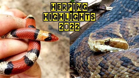 Herping Central Florida The Best Moments Of 2022 Part 1 Youtube