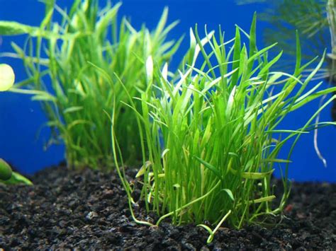 Micro Sword Plant Lilaeopsis Brasiliensis Ultimate Care Guide Fish