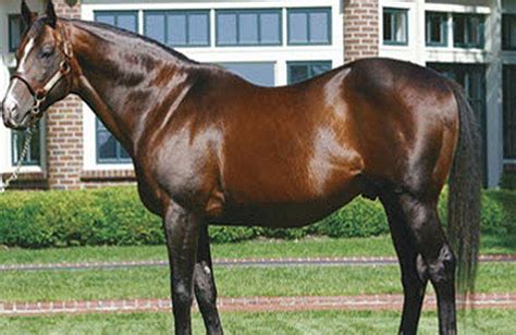 Legendary Racehorse Sire Ap Indy Dies Peacefully At 31