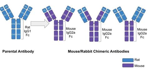 Antibodies 101: Chimeric Antibodies