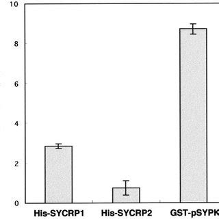 Purification Of His Tagged SYCRP1 His Tagged SYCRP2 And GST PSYPK