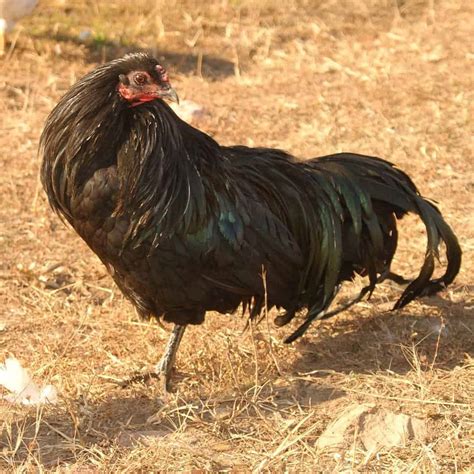 Sumatra Chicken: Eggs, Height, Size and Raising Tips