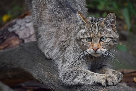 Animals Native to Germany - WorldAtlas