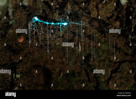 Bioluminescent Fungus gnat (Arachnocampa luminosa) larva attached to ...