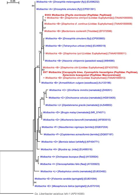 Maximum Likelihood Phylogram Of Wolbachia A Total Of 402 Unambiguously