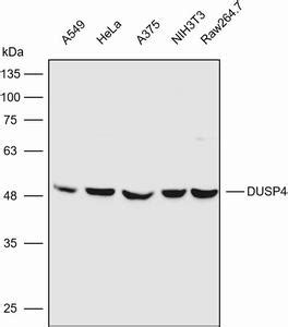 Anti Dusp Antibody