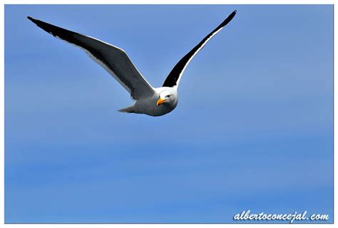 Seagulls At Nahuel Huapi Lake Bariloche Argentina A Photo On