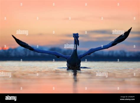 Bird Morning Sunrise Dalmatian Pelican Pelecanus Crispus In Lake