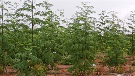 Moringa Ecuador CAPACITACIÓN DE PODA Y SECADO DE MORINGA EN SANTA ELENA