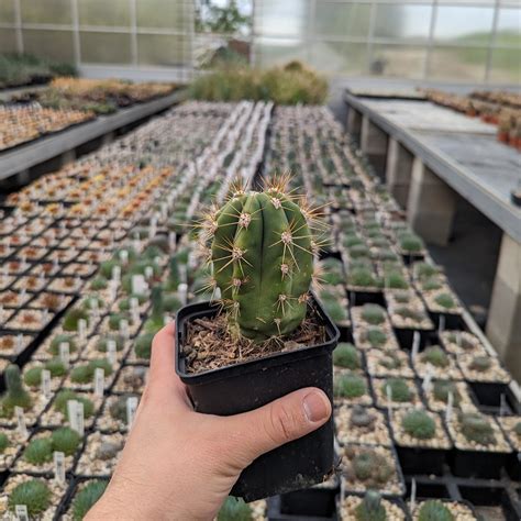 Trichocereus Terscheckii Dw Uhlig Kakteen Über 5000 Verschiedene