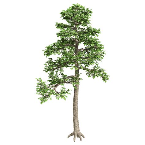 Zanthoxylum piperitum 2 - Download the 3D Model (38247) | zeelproject.com