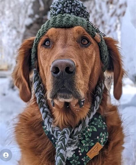 10 Cute Crochet Dog Hat Patterns to Make For Your Pup - Easy Crochet ...