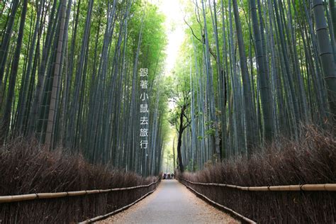 【京都】嵯峨嵐山．人氣鼎盛的竹林小徑﹠野宮神社 跟著小鼠去旅行