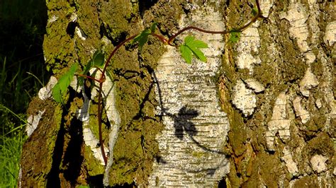 Bildet Tre Skog Gren Lett Anlegg Sollys Blad Blomst Stamme