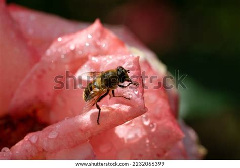 Bee Rose: Over 30,113 Royalty-Free Licensable Stock Photos | Shutterstock