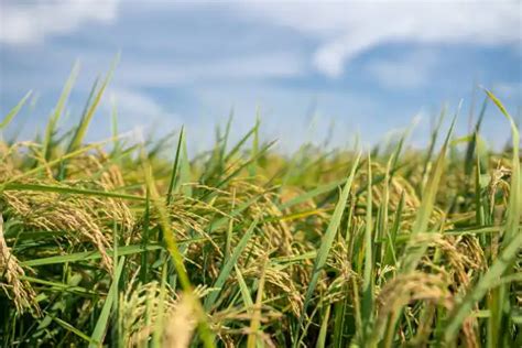 Dampak Buruk El Nino Lumbung Padi Kering Hingga Harga Beras Naik