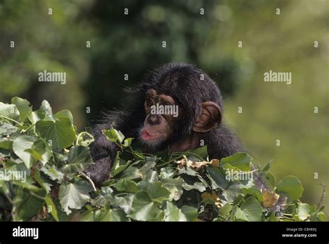 Chimpanzee Ape Monkey Animal Pan Troglodytes Young Pongidae