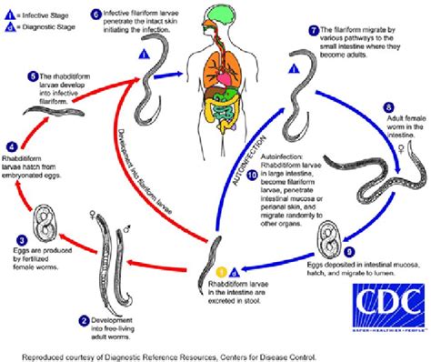 Ciclo De Vida Strongyloides