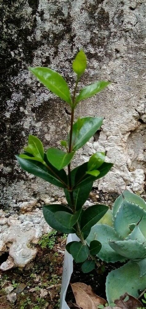 1 Acerola Barbados Cherry Young Tree Shrub Seedling Plant Etsy