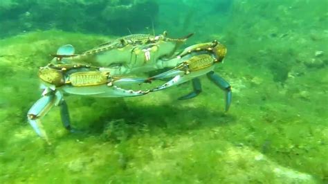 Blue Crab At Kings Spring Crystal River Youtube