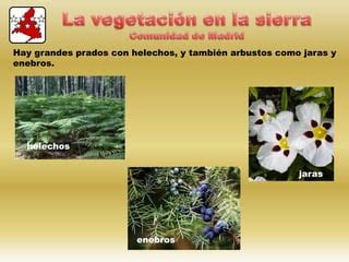 El Suelo La Vegetaci N Y La Fauna Ppt