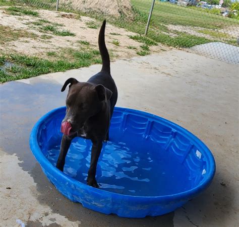 Our... - Calhoun County Humane Society, Port Lavaca, Texas