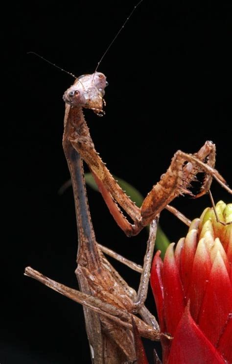 Mantis Insect Praying Mantis Wildlife Free Pictures Free Image From