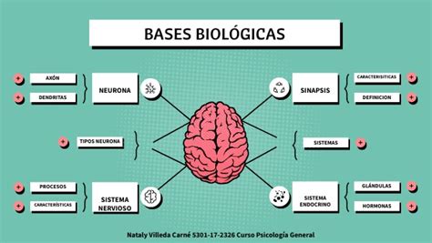 BASES BIOLÓGICAS