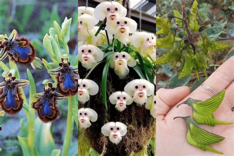 Maravilhas Naturais Flores Que Parecem Animais