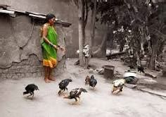 Backyard Poultry Farming In India Source Of Livelihood For Rural