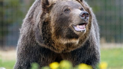 Judge blocks grizzly bear hunting season, for now