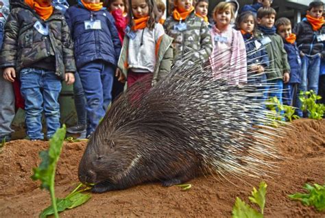 Bioparc Valencia Abre El Plazo De Inscripci N De La Edici N De Pascu