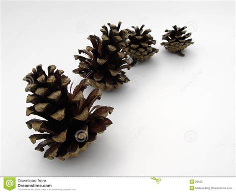 Four Pine Cones Stock Image Image Of Nature Concepts Colors 29563