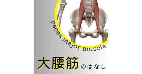 【大腰筋】解剖学 大腰筋の働きと奥深い話｜伊藤陵亮【整体×ヨガ×読書】