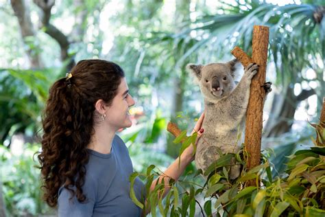 Lone Pine Koala Sanctuary Ferry 10