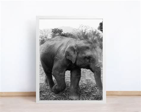 Pin on Animal Photography Prints