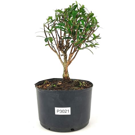 Pr Bonsai Cereja Silvestre Anos Cm Bonsai Terapia Boutique De