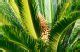 Sago Palm Cycas Revoluta Growing Guide Sumo Gardener