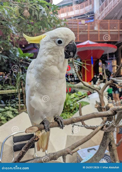 Yellow Crested White Cockatoo X28 Cacatua Sulphurea X29 Stock Photo