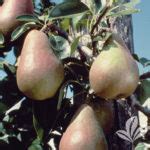 Moonglow Pear - Texas Pecan Nursery