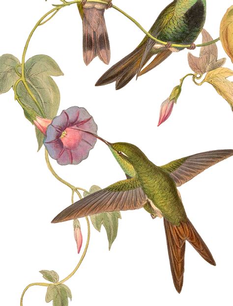 Hummingbirds 19th Century Vintage Illustration Printable Etsy