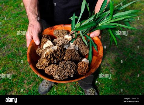 Common Morel Morchella Esculenta Fungus In Basket Alsace France