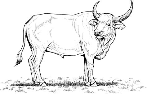 Free Buffalo and Bison Coloring Pages