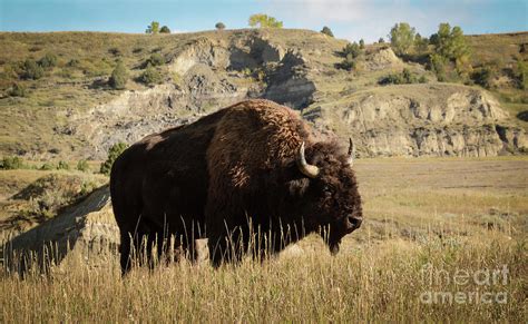 Bison in Theodore Roosevelt National Park Photograph by Camille Lyver ...