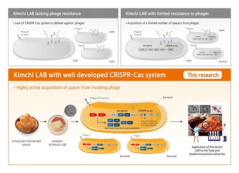 Research Team Discovers Lactic Acid Bacteria Strains With High Virus