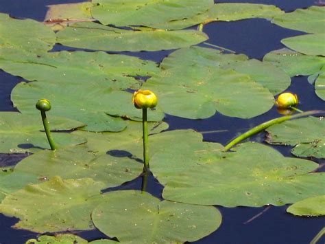 Pond Weed & Plant Identification Guide - Hydrosphere Water Gardens